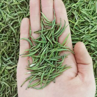 Wholesale 500g Que She Green Tea (Sparrow Tongue) | Bustan.store